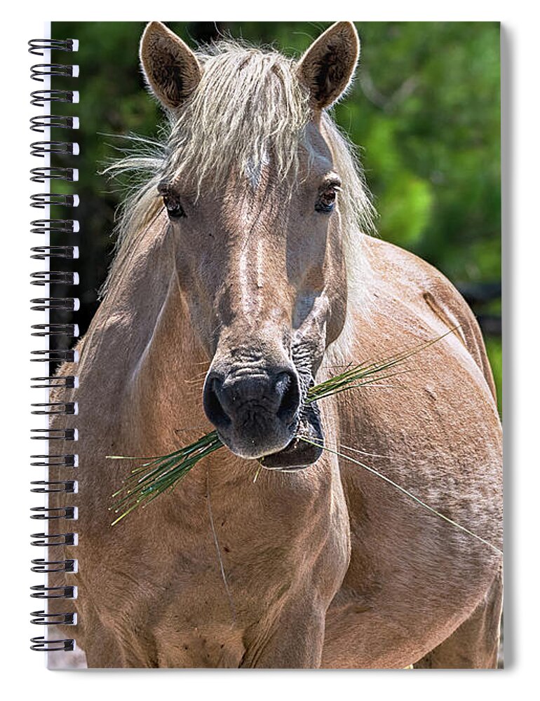 Horse Spiral Notebook featuring the photograph Palomino horse by Rehna George