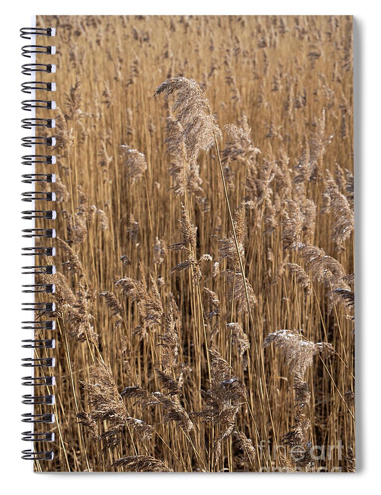 Earth Tones Spiral Notebook featuring the photograph Pampas grass on the shore of a lake 1 by Adriana Mueller