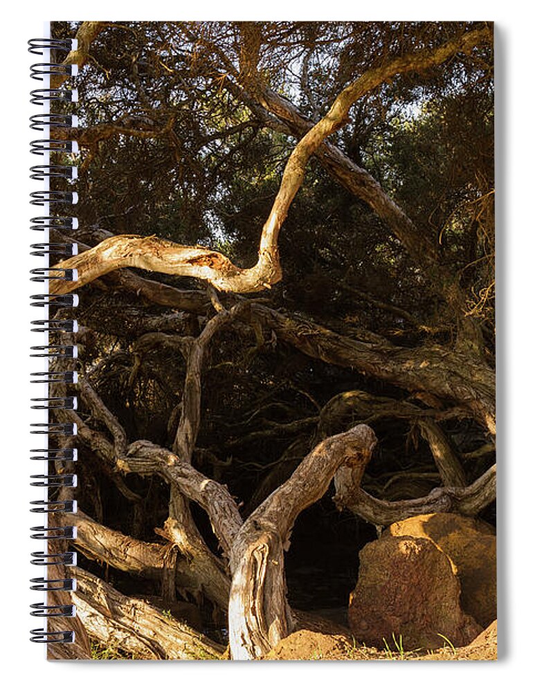 Tree Spiral Notebook featuring the photograph Paperbark Trees by Elaine Teague