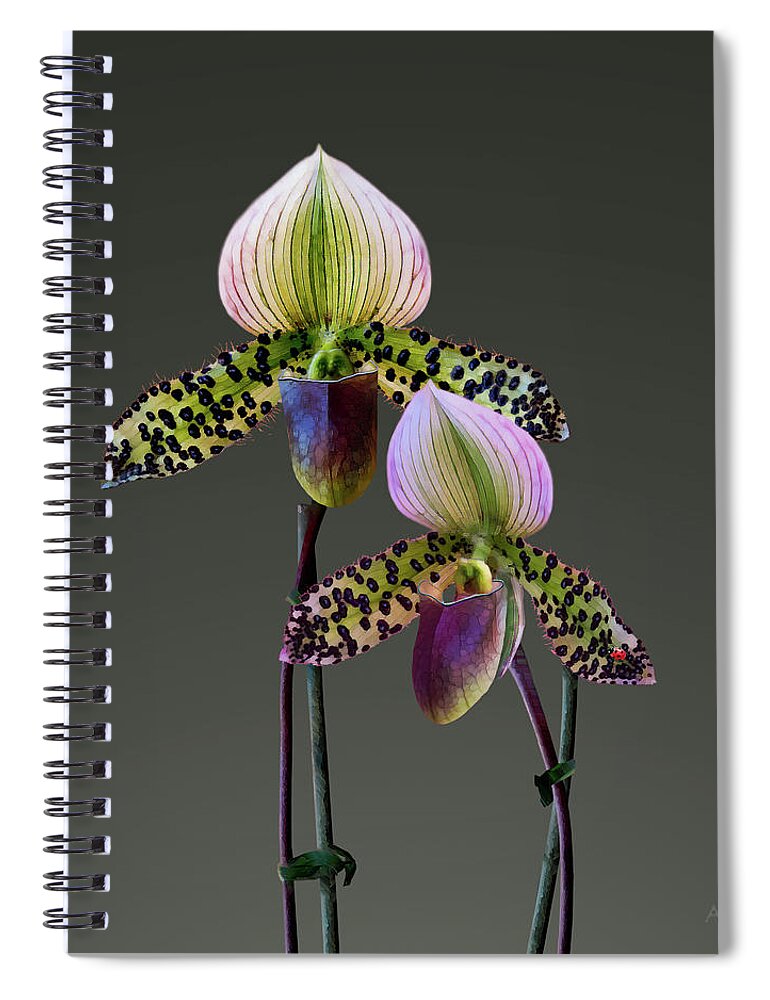 Paphiopedilum Orchids Spiral Notebook featuring the painting Paphiopedilum Slipper Orchids by David Arrigoni