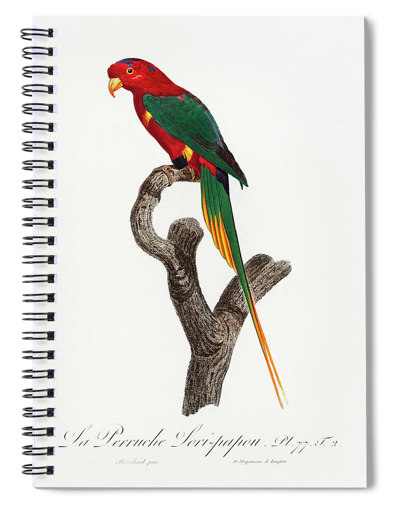 Animal Spiral Notebook featuring the painting Papuan Lorikeet from Natural History of Parrots by MotionAge Designs