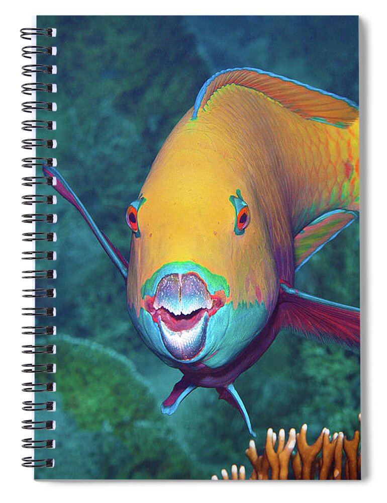 Heavybeak Parrotfish Spiral Notebook featuring the photograph Parrotfish with eye-catching make-up at coral reef - by Ute Niemann