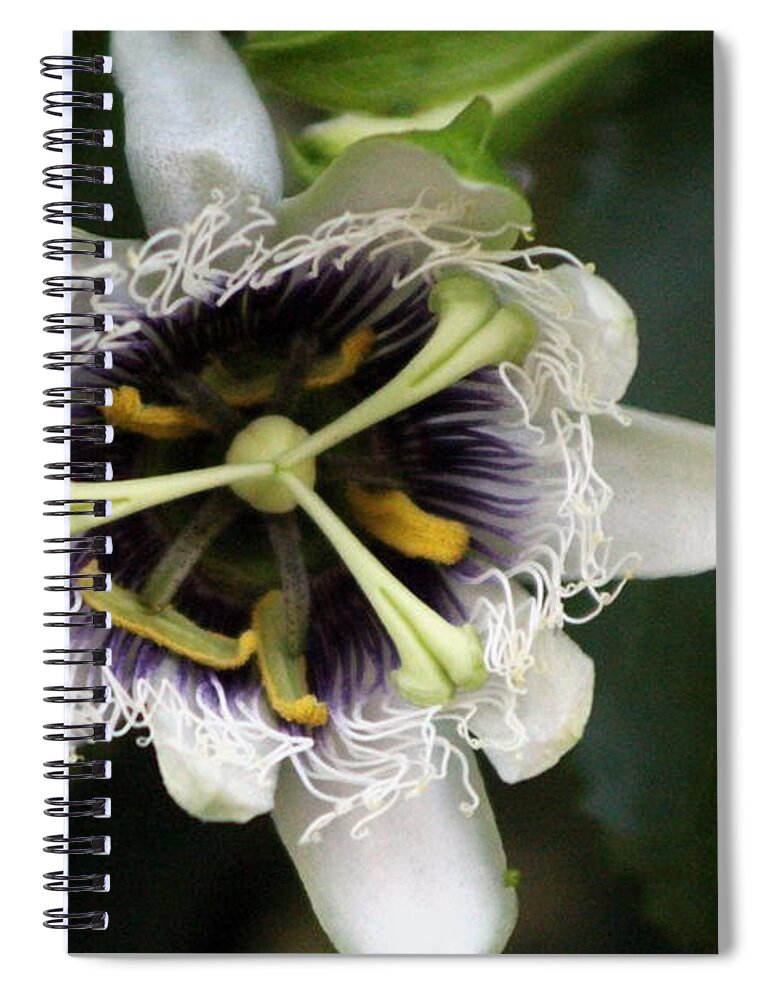 Passion Fruit Spiral Notebook featuring the photograph Passion Flower Closeup 2 by Colleen Cornelius