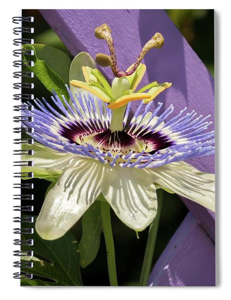 Flora Spiral Notebook featuring the photograph Passion Flower on Lattice by Liza Eckardt