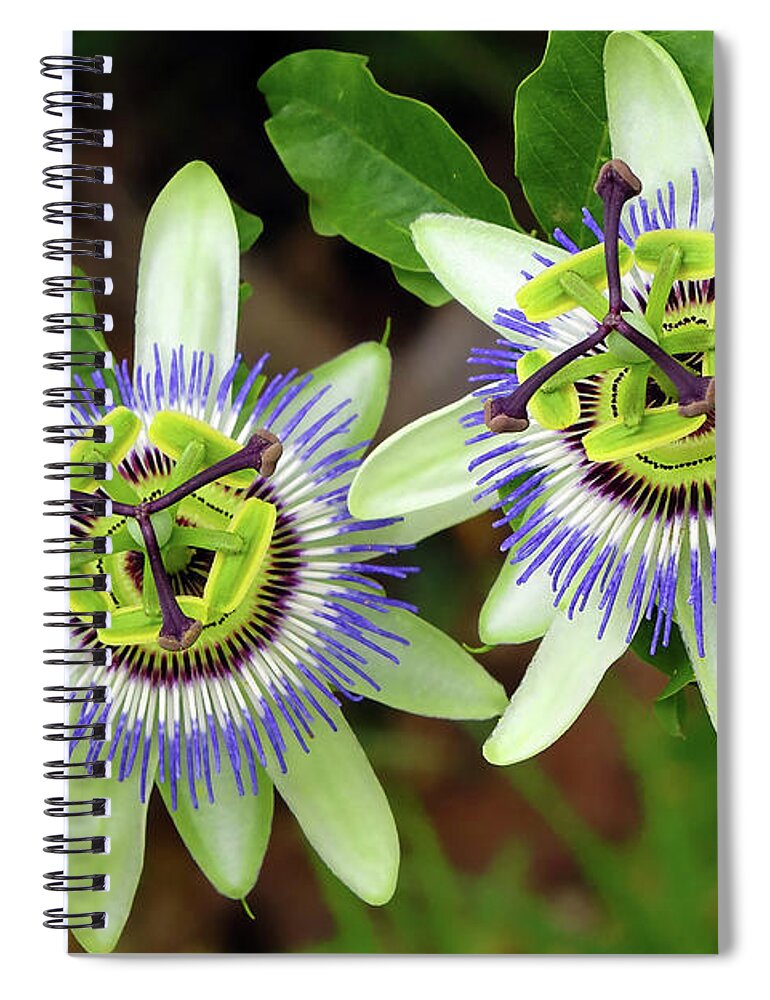 Passion Flowers Spiral Notebook featuring the digital art Passion Flowers 09921 by Kevin Chippindall