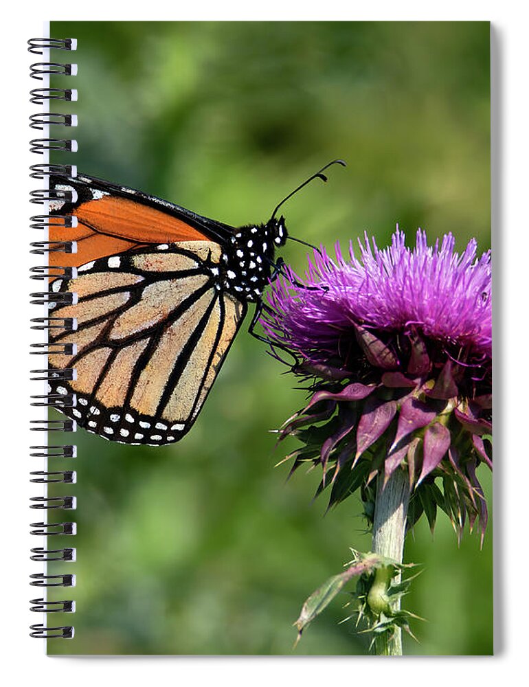 Butterfly Spiral Notebook featuring the photograph Passion for Lavender by Art Cole