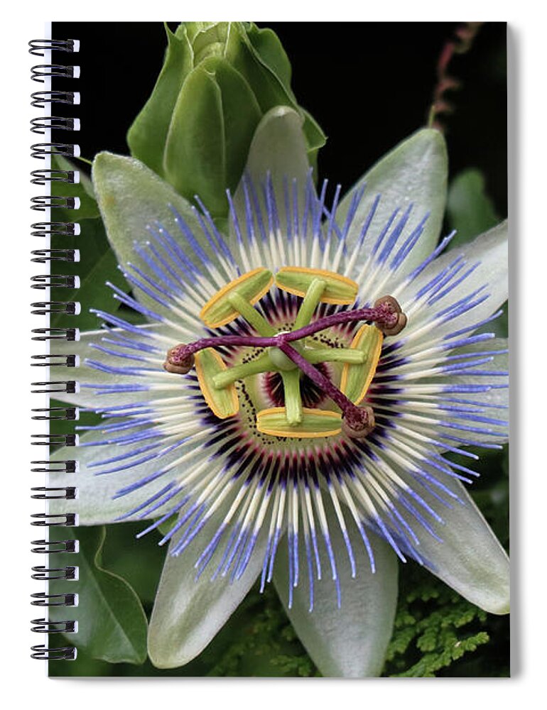 Blue Spiral Notebook featuring the photograph Passion Works by D Lee