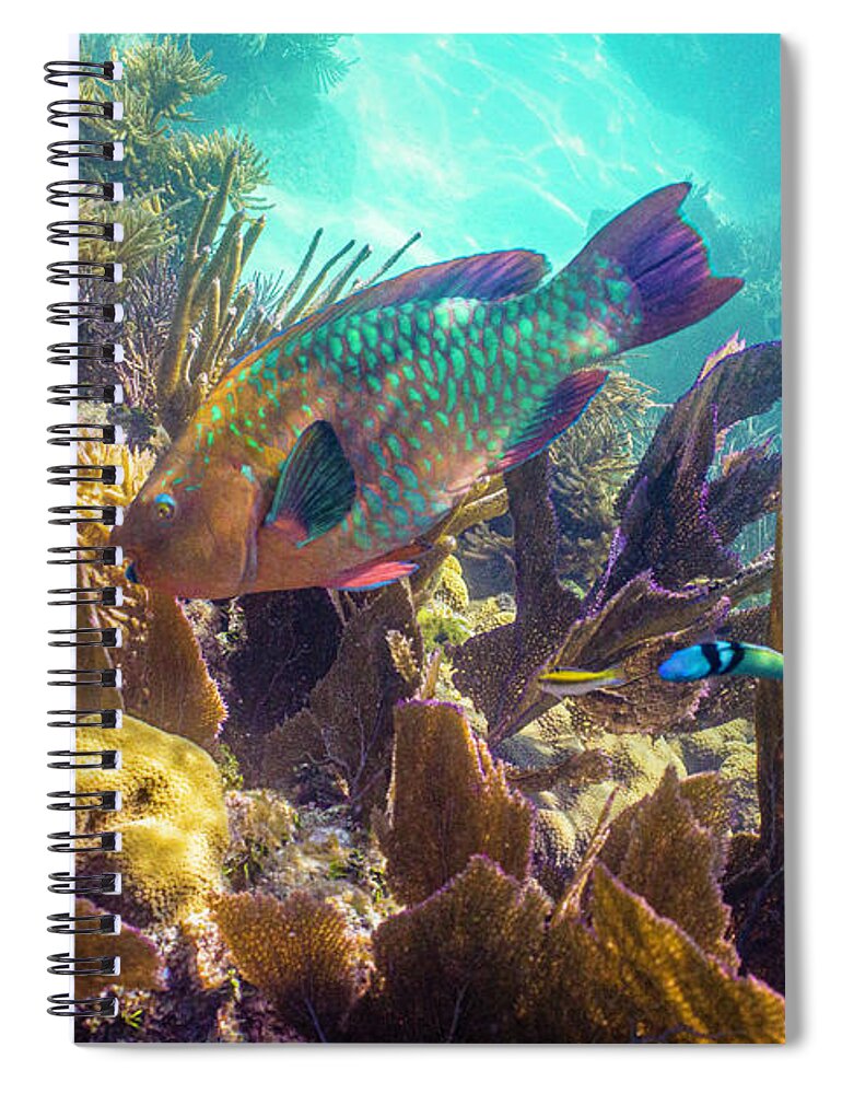Animals Spiral Notebook featuring the photograph Path to Atlantis by Lynne Browne