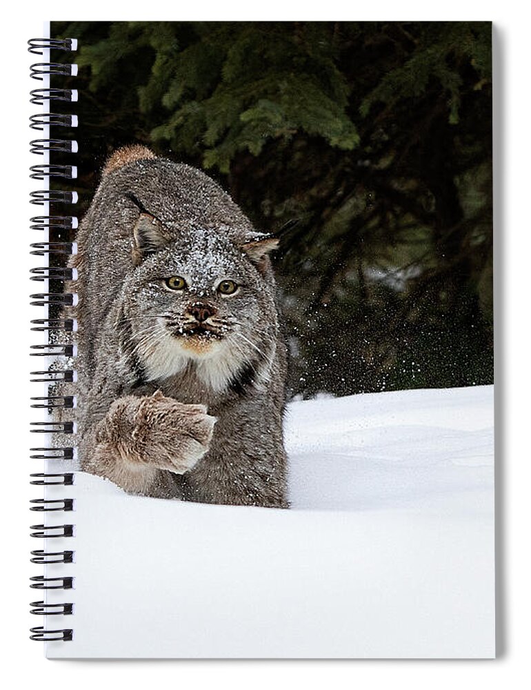 Cat Spiral Notebook featuring the photograph Paw Powder by Art Cole
