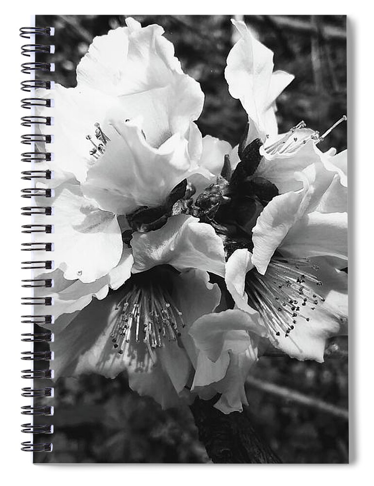 Peach Blossom Spiral Notebook featuring the photograph Peach Blossom in Black and White by Seaux-N-Seau Soileau