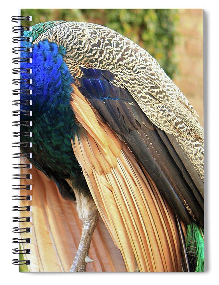 Peacock Spiral Notebook featuring the photograph Peacock 3 by Cindy Robinson