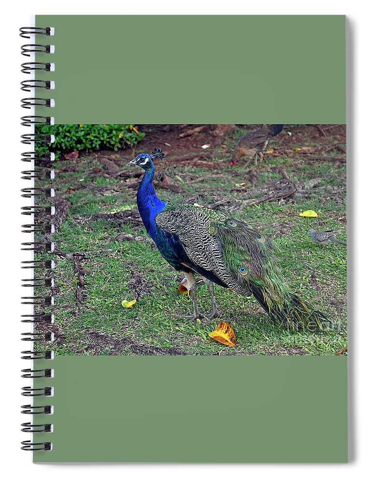 Peacock Spiral Notebook featuring the photograph Peacock by Cindy Murphy