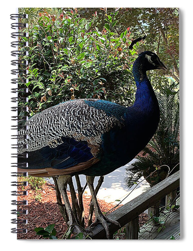 Nc Spiral Notebook featuring the photograph Peacock Hostess by Lee Darnell