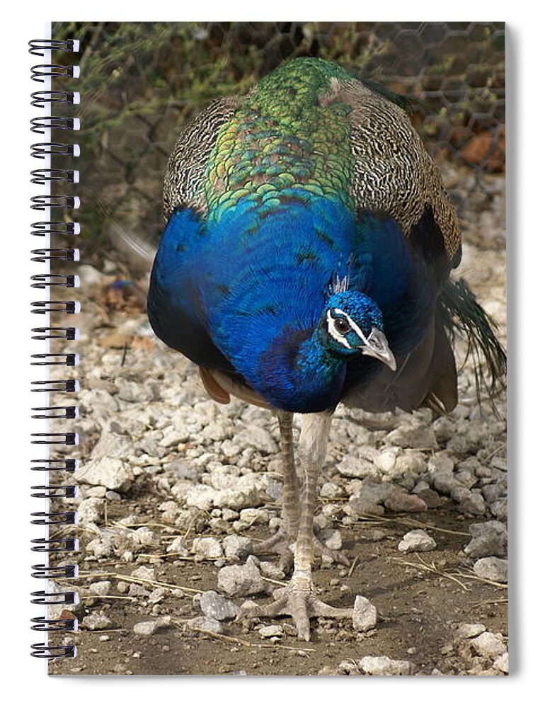  Spiral Notebook featuring the photograph Peacock Strut by Heather E Harman