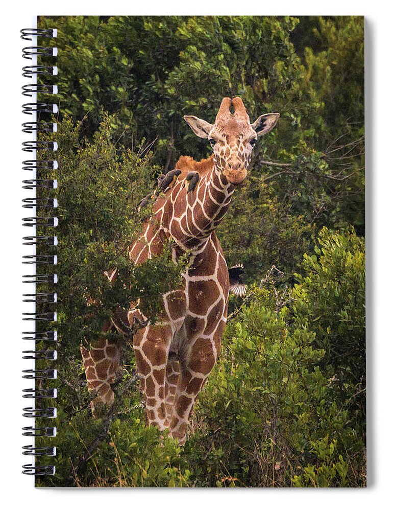 Giraffe Spiral Notebook featuring the photograph Peek A Boo by Laura Hedien