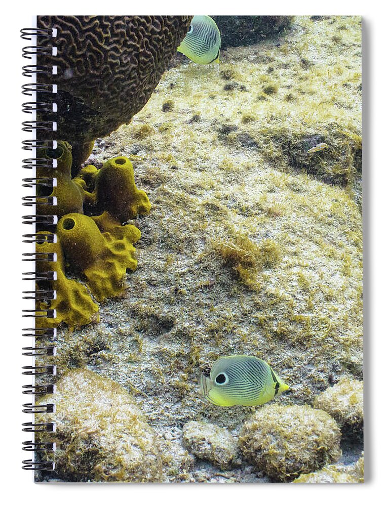 Animals Spiral Notebook featuring the photograph Peek-A-Boo by Lynne Browne