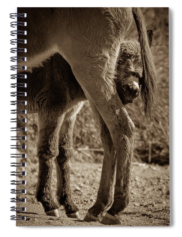 Wild Burros Spiral Notebook featuring the photograph Peeking Around Mom by Mary Hone