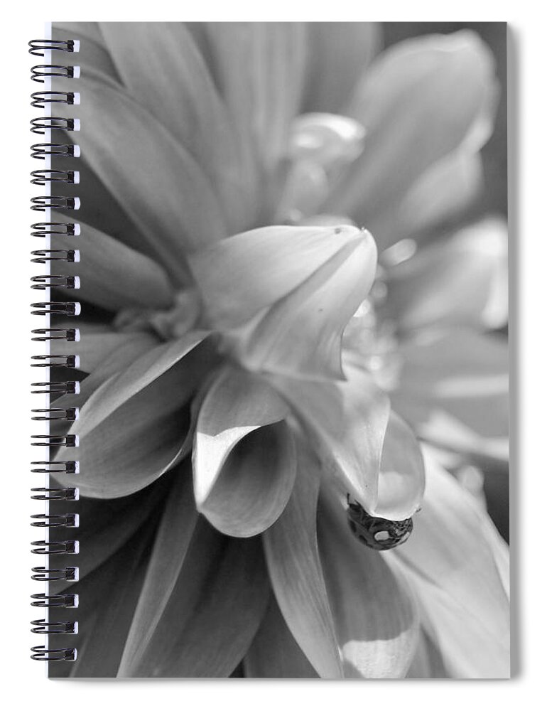 Flower Spiral Notebook featuring the photograph Peeking Lady Bug 2 by Amy Fose