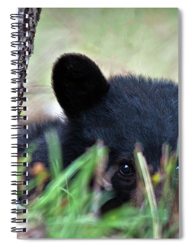 Bear Cub Spiral Notebook featuring the photograph Peeking through the grass by John Rowe