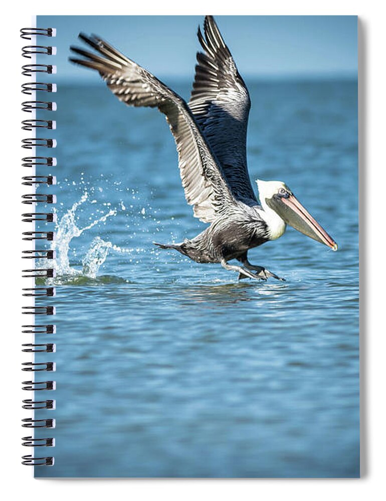 Pelican Spiral Notebook featuring the photograph Pelican coming for Landing by George Kenhan