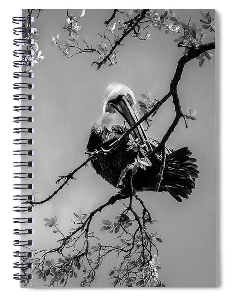 Wildlife Spiral Notebook featuring the photograph Pelican Connection 1 by Louise Lindsay