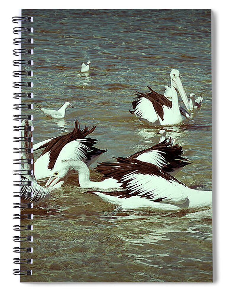 Pelican Spiral Notebook featuring the photograph Pelican Feeding Frenzy by Elaine Teague