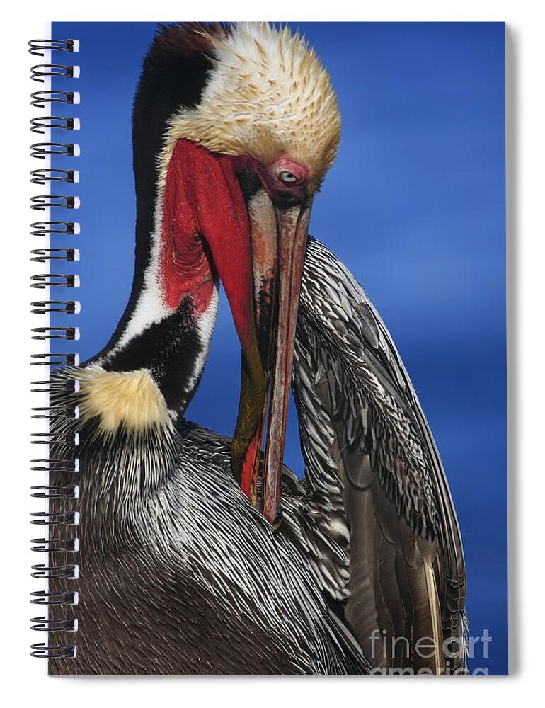 Pelicans Spiral Notebook featuring the photograph Pelican In Breeding Colors by John F Tsumas