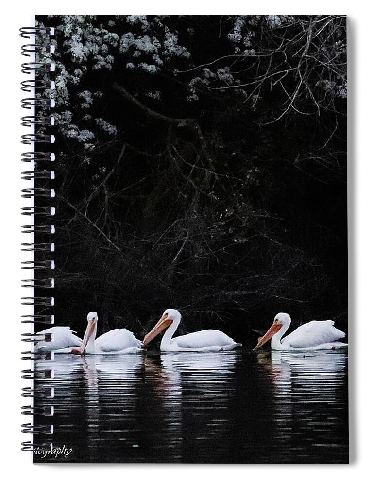 Pelicans Spiral Notebook featuring the photograph Pelican Serenity by Tahmina Watson