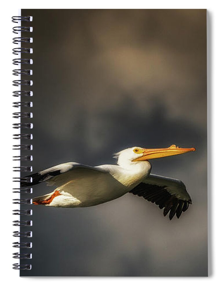 Animal Spiral Notebook featuring the photograph Pelican Sunset Flight by Framing Places