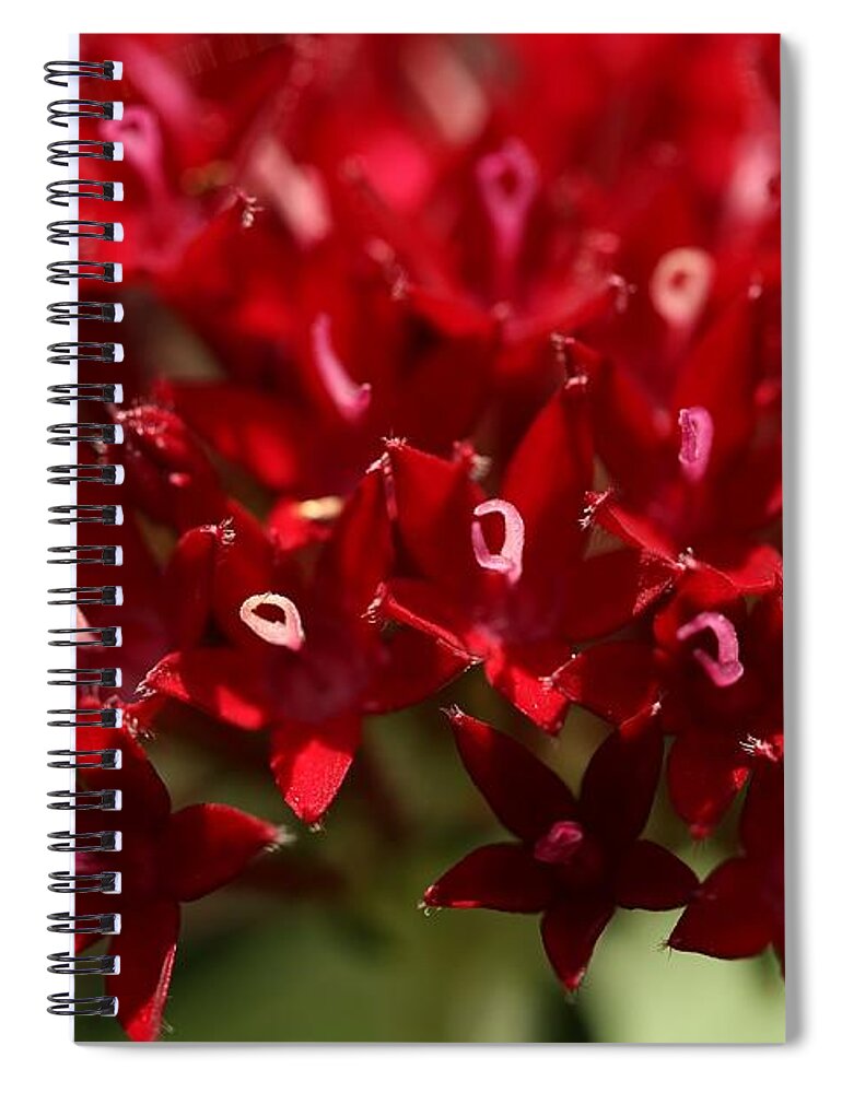 Penta Flower Spiral Notebook featuring the photograph Red Penta Flowers by Mingming Jiang