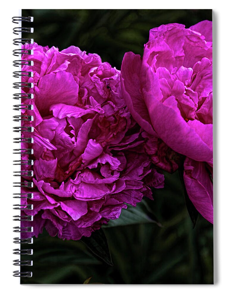 Flowers Spiral Notebook featuring the photograph Peonies by Elaine Teague
