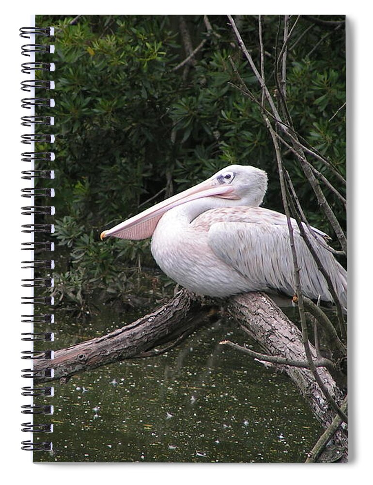 Pelican Spiral Notebook featuring the photograph Perched by Heather E Harman