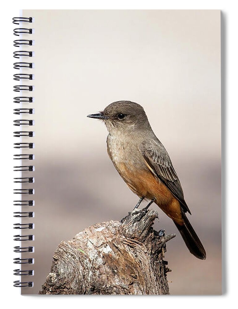 Arboretum Spiral Notebook featuring the photograph Perched Phoebe by Rick Furmanek
