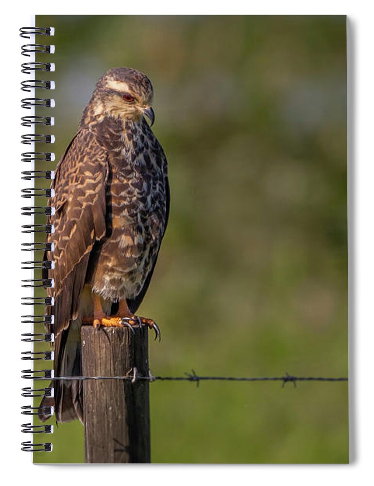 Kite Spiral Notebook featuring the photograph Perched Snail Kite by Tom Claud