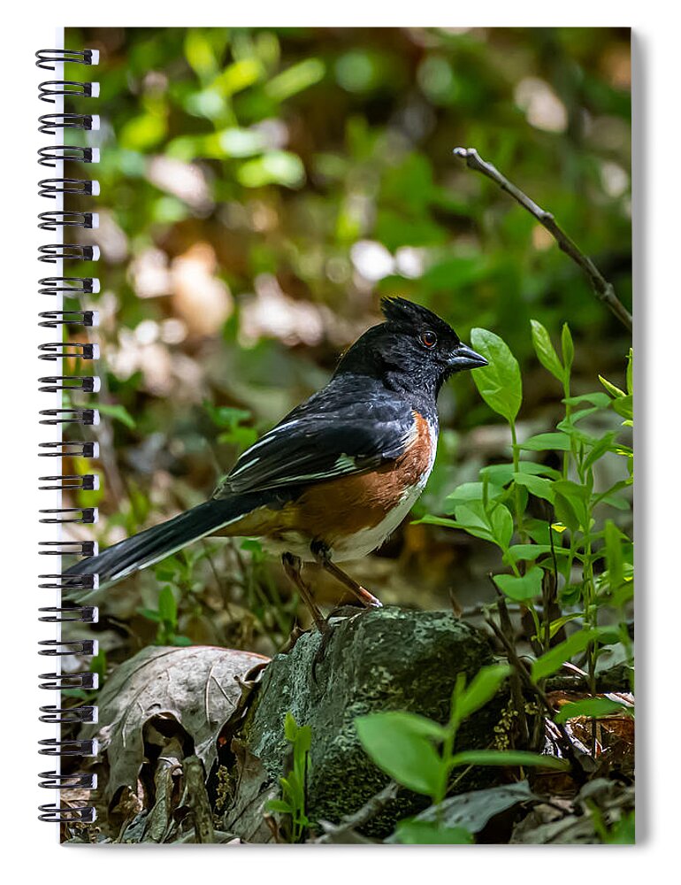 Bird Spiral Notebook featuring the photograph Perched Towhee by Linda Bonaccorsi