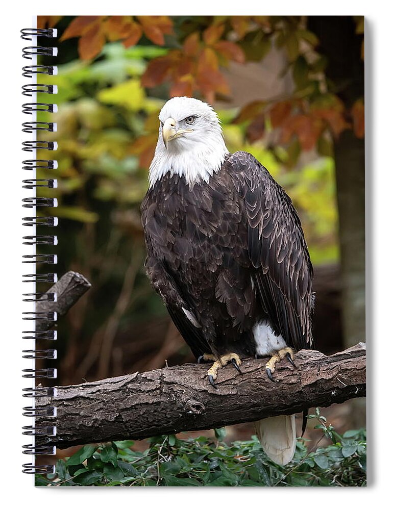 Autumn Spiral Notebook featuring the photograph Perched With Color by Ed Taylor