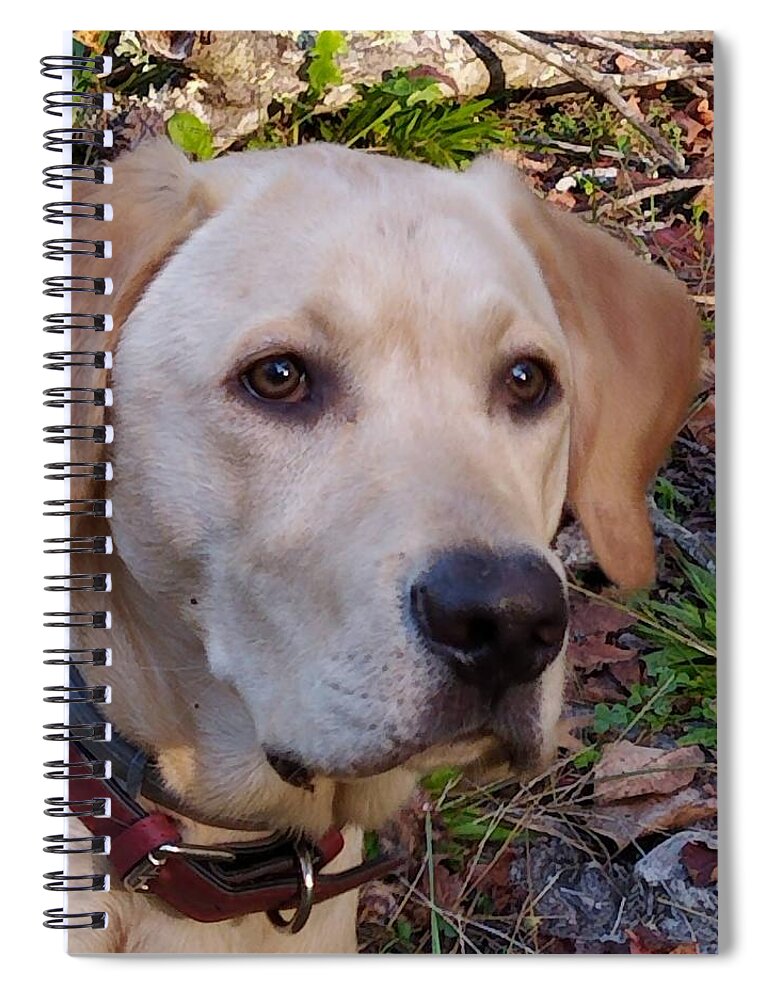 Yellow Labs Spiral Notebook featuring the photograph Perfect Profile by Kim Galluzzo