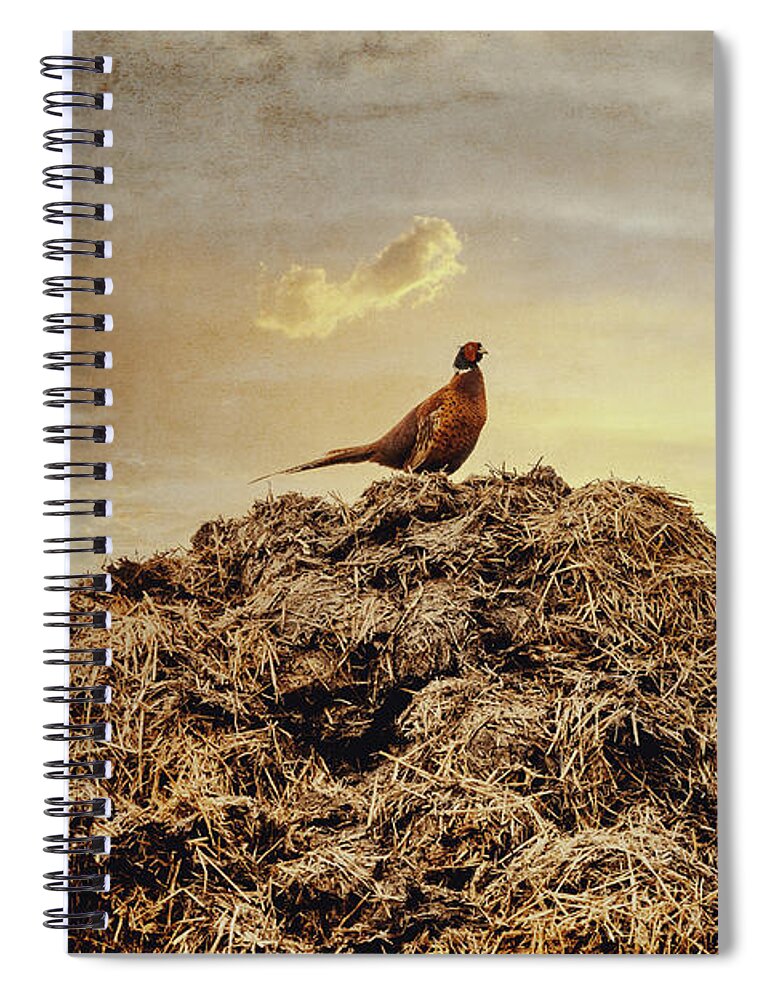 Photography Spiral Notebook featuring the photograph Pheasant at sunset by Yasmina Baggili