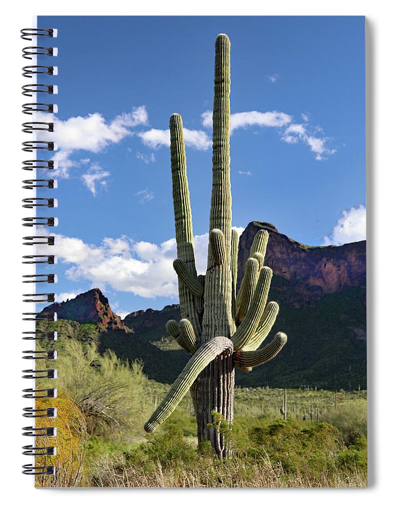 Picacho Peak State Park Spiral Notebook featuring the photograph Picacho Peak Cactus by David T Wilkinson