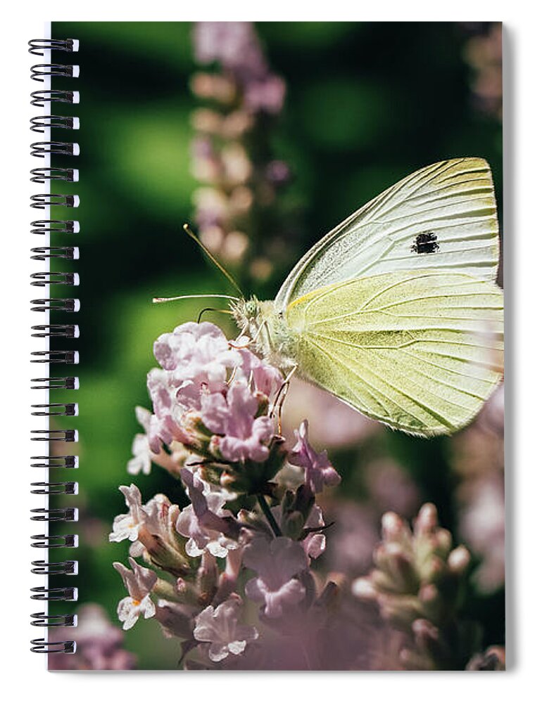 Creature Spiral Notebook featuring the photograph Pieris rapae sits on pink flower by Vaclav Sonnek