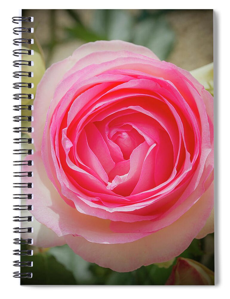 Background Spiral Notebook featuring the pyrography Pierre de Ronsard rose in bloom by Jean-Luc Farges