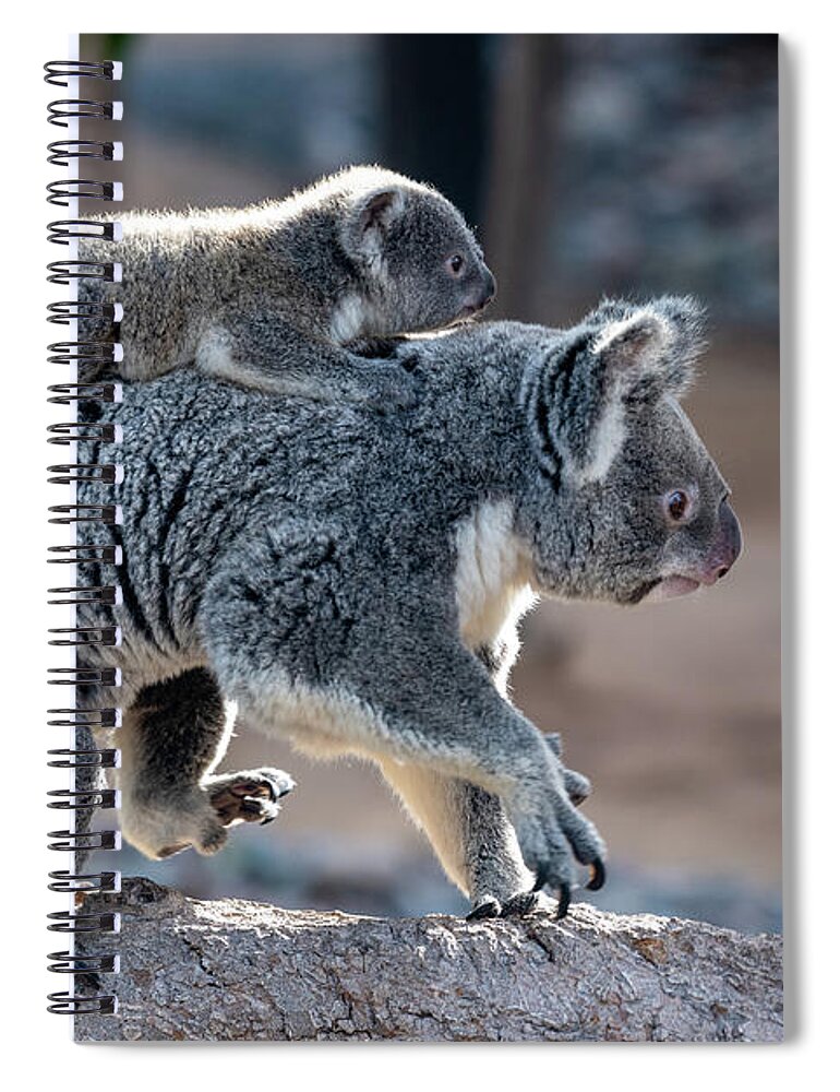 San Diego Zoo Spiral Notebook featuring the photograph Piggy Back Rides by David Levin