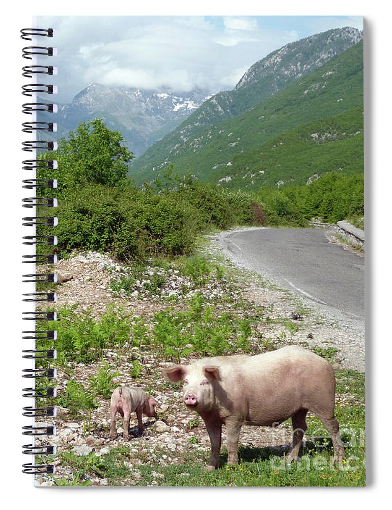 Theth Spiral Notebook featuring the photograph Pigs by the road to Theth - Albania by Phil Banks