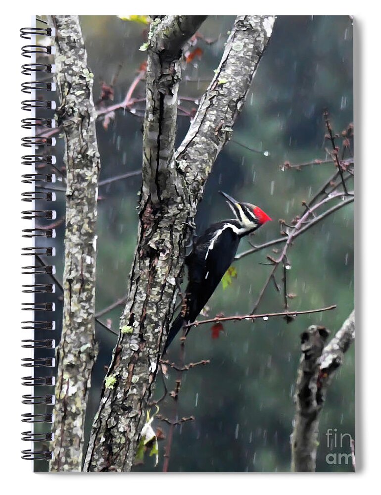 Pileated Woodpecker Spiral Notebook featuring the photograph Pileated Woodpecker in the Rain by Kerri Farley
