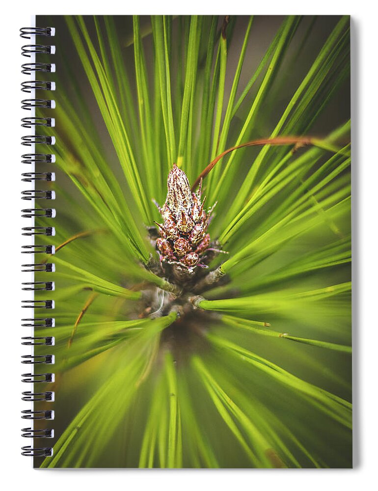 Cone Spiral Notebook featuring the photograph Pine Cone Starburst by Rick Nelson