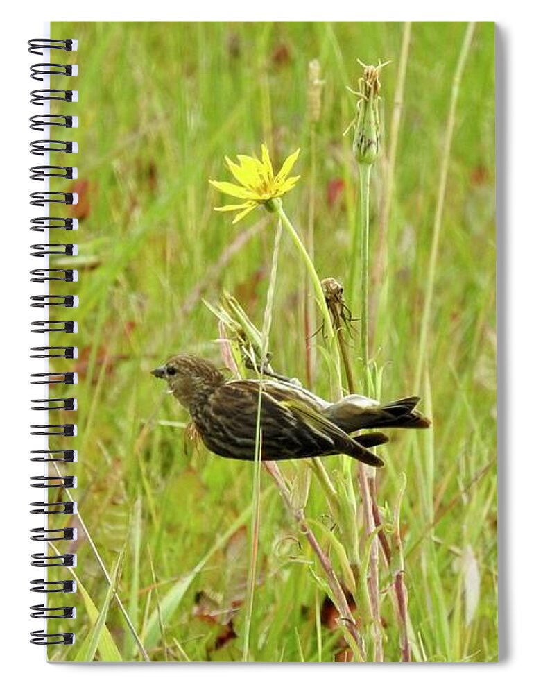 Pine Siskin Spiral Notebook featuring the photograph Pine Siskin by Nicola Finch
