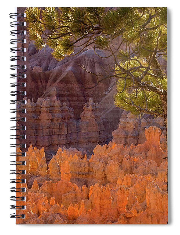 American National Park Spiral Notebook featuring the photograph Pine Tree at Bryce at Sunset by Jean Noren