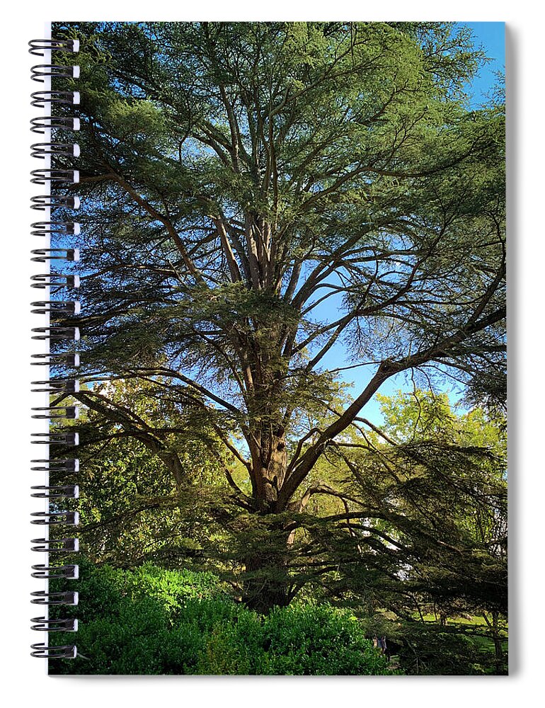 Tree Spiral Notebook featuring the photograph Pine Tree by Lora J Wilson