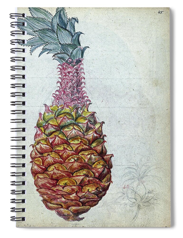 Pineapple Spiral Notebook featuring the painting Pineapple, Jan Brandes, 1785 by Artistic Rifki