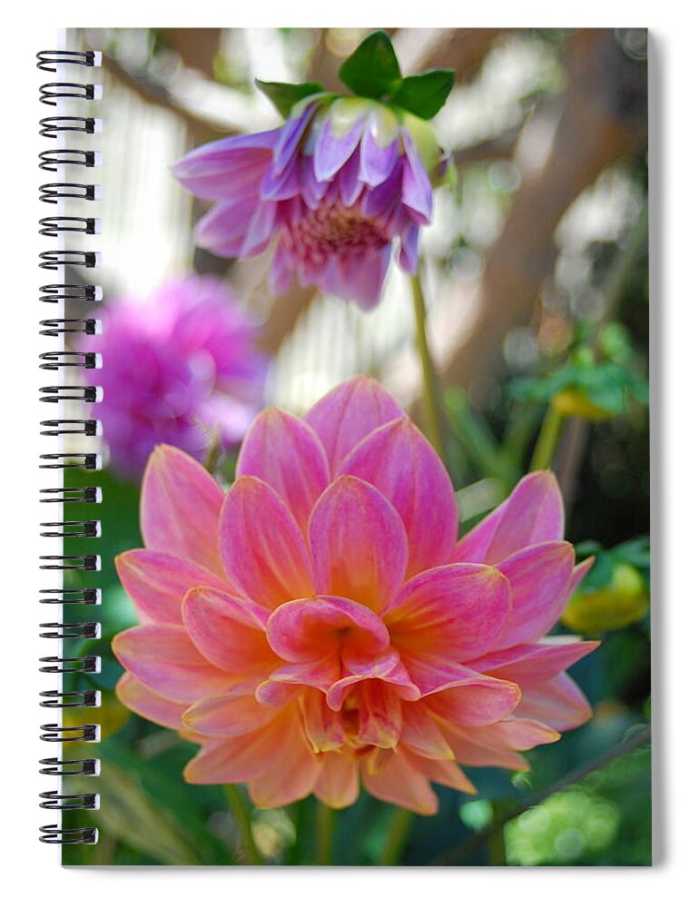 Dahlia Spiral Notebook featuring the photograph Pink and Yellow Dahlias 1 by Amy Fose